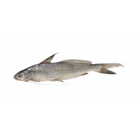 Tengra Fish Block 500g