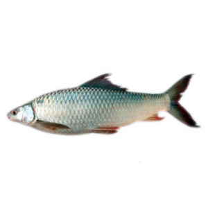 Mrigel Fish /Kg