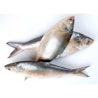 Hilsha Fish (1 to 1.2 kg each)* $37.99/kg