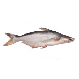 Pangas Fish (3 to 3.5 kg each)* $6.50/kg