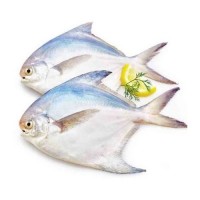 White Pomfret Fish /kg